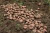 FAO empowers protection agencies to combat potato pest threat
