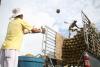 China's 'durian diplomacy' expands with Cambodia's first direct air shipments of fruit