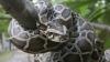 Florida Woman Takes Home $10K Python Challenge Grand Prize With Massive Haul During Record-Setting Snake Hunt