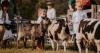 Everything you need to know for the 150th Hawkshead Agricultural Show next week