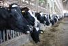 Turkish Cypriot diagnosed with mad cow disease
