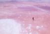 Scientists Uncover Mysterious “Oases” on the Drying Shores of the Great Salt Lake