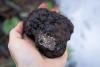 This Pacific Northwest delicacy is one-of-a-kind. Now it has a name — and science — to back it