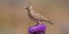 Iran’s nature is under threat - here’s how better environmental stewardship can save it