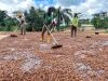 Cameroon could bridge the gap in US cocoa and timber imports