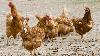 FAO hosts global bird flu meeting in Brazil