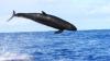 Study: Hawaii's False Killer Whales Could be Heading for Extinction