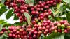 Kenyan coffee prices jump over US$28.64 in latest auction as reforms boost farmer earnings 