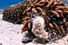 When a diver approached this weird marine animal in Mauritius, he wasn’t expecting it to do this