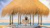 Introducing Pambele – Mozambique’s best-kept barefoot luxury secret