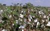 Myanmar partners with India, Uzbekistan to boost cotton resilience, fair pricing