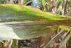 Tar Spot Confirmed in 33 Nebraska Counties