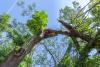 Multiple people trapped, injured by falling tree in New Jersey