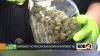 Ban on most synthetic cannabinoids now in effect in New Mexico
