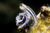 "This was bizarre": underwater photographer captures curious interaction on Papua New Guinea reef