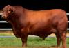 This Is Paraguay’s Champion Bull: Don Ángel, From The Heart Of The Chaco