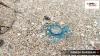 UPSC Essentials | Daily subject-wise quiz : Environment and Geography MCQs on factors are contributing to the proliferation of jellyfish, stranding of whales and more (Week 123)