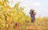 How Africa can co-create resilient food systems