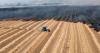 3 food crops that are resilient to climate change (and 3 that are less resilient)