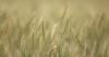 Drop in animal feed imports fuel fears over Iran's food security