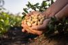 With record numbers, Argentina leads global peanut exports