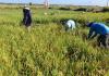 DA seeking P74 billion for key agriculture programs