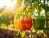 Dr. Derek Barchenger Wins 2025 Borlaug Field Award for Pepper Breeding Breakthroughs