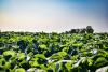 BASF, Corteva, and M.S. Technologies Partner to Bring First Nematode-Resistant Soybean to Brazil