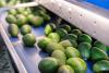Fresh Del Monte forms Colombia joint venture for avocado, lime...