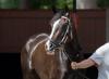 Casse Duo La Cara & Nitrogen Meet Kentucky Oaks Winner Good Cheer in Alabama