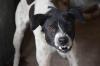Costa Rica child bitten by dog at Escazú mall, raising safety concerns