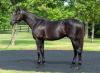 Independence Hall’s Freely Held Becomes Freshman Sire’s First Winner at Delaware Park
