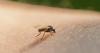 Guyana lone Caribbean country to record Oropouche virus