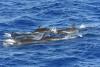 Hawaii false killer whales could go extinct by midcentury