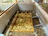 Grasshopper farming emerges as new business in Bishkek