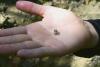 With a shovel and a dream, woman finds 2.3-carat diamond in Arkansas