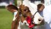 Roscommon Agricultural Show gets underway