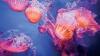 Scientists find new ways to study delicate sea life from the deep
