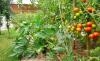 Making Money From Tomato Farming Business