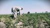Khanewal Leads South Punjab Towards Climate-Smart Agriculture