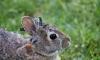 Cottontail Rabbits in Colorado Develop Horn-Like Growths from Virus