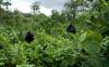 Officials spark global backlash with dangerous proposal for massive forest area: 'Where is the logic?'