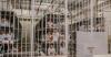 Rash: Trump administration report whitewashes human rights abuses