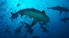 Science Tampa Bay Times Are sharks in the Gulf an ‘overwhelming problem’? It’s complicated.