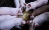 Estonian authorities impose one-month entry ban on country's largest pig farm