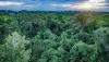 Scientists stunned after monitoring hidden cameras high in rainforest trees: 'What we're doing right now is … testing'