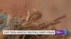 Rep. Nathaniel Moran says East Texas agriculture industry is feeling tariff strain