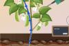 Scientists make stunning discovery after inserting tiny sensor into plants: 'A largely unexplored pathway'