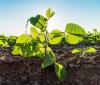 Do soybean plants have a memory? Scientists think so