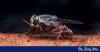 Kenya declared free of sleeping sickness: A major milestone in public health